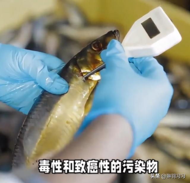 广东“毒虾”曝光！涉事企业被扒污染物超标大人小孩都爱吃(图14)