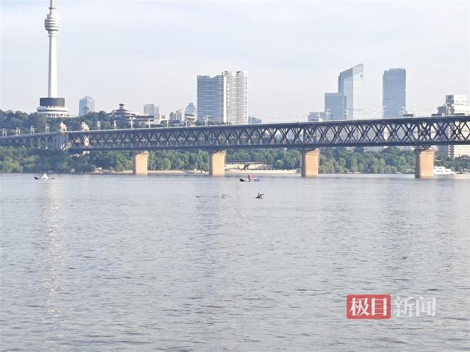 两个大树蔸子漂向渡江“泳士”武汉城管清漂队紧急拦截(图1)