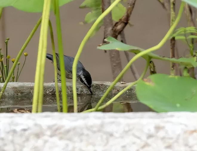 文化中国行｜“故宫零废弃”打造冬日“绿色景观”(图5)