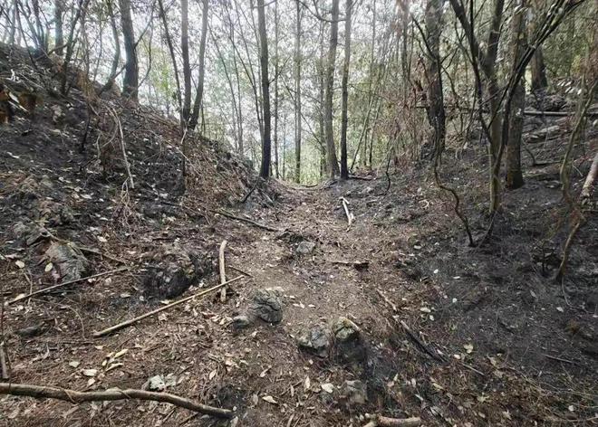 奇葩！为捡塑料瓶故意放火烧山！网友：是因为太穷的根本吗？(图5)