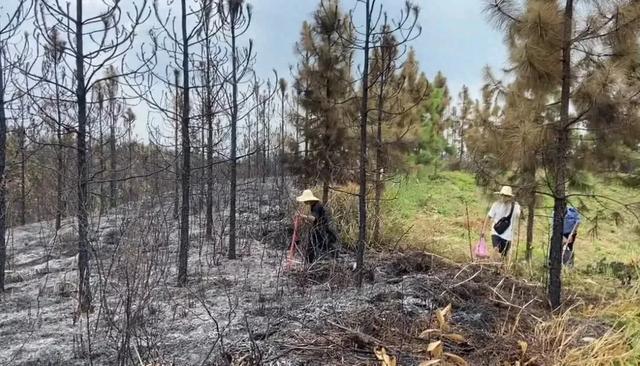 热闻刑拘！贵州一女子故意放火烧山竟是为了捡扑火人员留下的塑料瓶卖钱(图6)