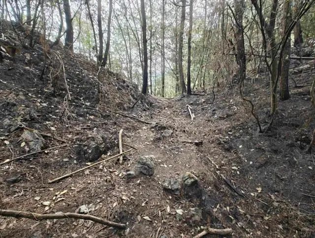 荒唐！女子放火烧山理由竟是为了扑灭后捡别人的塑料瓶卖钱(图3)