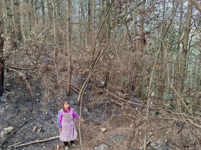 荒唐！女子放火烧山理由竟是为了扑灭后捡别人的塑料瓶卖钱(图2)