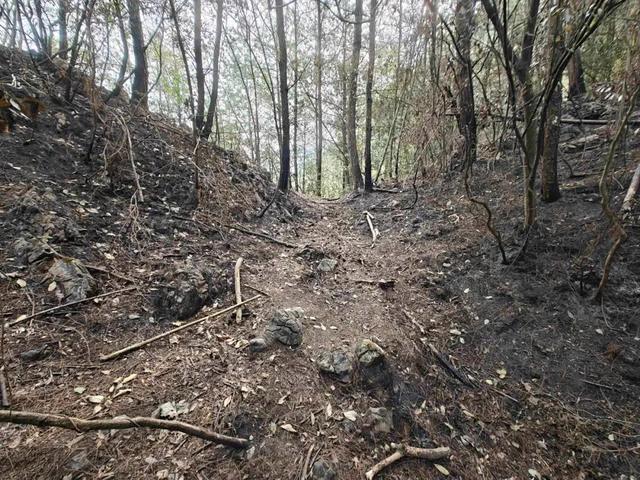 大妈放火烧山只为捡塑料瓶卖钱离谱行为引警示(图1)