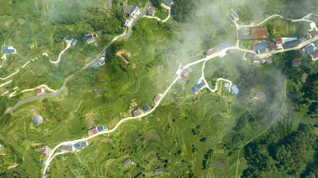 宜昌高山乡村变形记：靠一片叶子实现人均收入翻倍(图1)